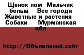 Щенок пом. Мальчик белый  - Все города Животные и растения » Собаки   . Мурманская обл.